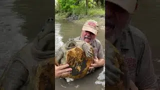 Look How Big This Royal River Terrapin Turtle Is!!🐸😱🤯