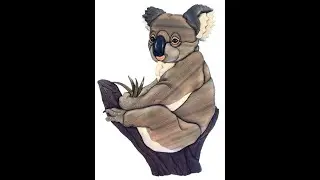 Koala Intarsia by Kathy Wise