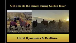 Friesian rescue Oebe - HERD DYNAMICS at the Golden Hour