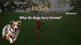 Dog Fact 77 - Why do dogs bury bones?