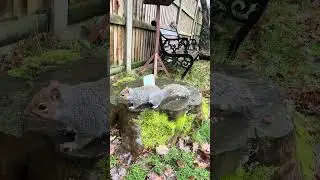 Squirrels Eating Nuts in the Rain — Relaxing Nature Moment #animals  🐿️ 