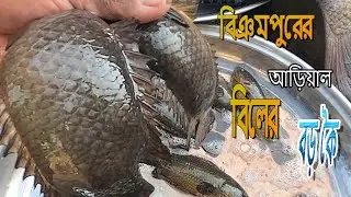 নদীর খাল বিল হাওড়ের মাছের বাজার, বড় কৈমাছ/River fish market/ছোট মাছ/বড় মাছ