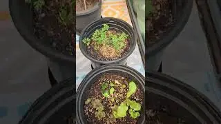 complete update light dep green house food, herb & cannabis garden.