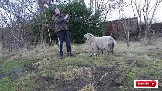 Sparrow Hawk Attacks my Pigeon decoys