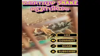 മലമ്പുഴ Snake Museum ത്തിൽ ഇത്ര വലിയ പാമ്പുകളോ😱#sort #feeds #tranding #chanal #videoshow #serch
