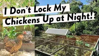 Best Chicken Coop Design: I Don't Lock My Chickens Up At Night