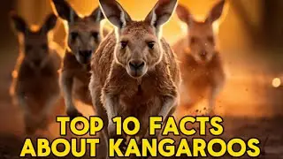 Top 10 Facts About Kangaroos 🦘