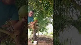Harvesting coconut water 😁🌴🥥
