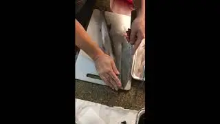Needlefish filleting September 16, 2020