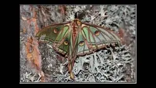 Actias isabellae - (Graellsia isabellae)