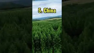 Top 10 Countries With The Most Forest Cover In The World #shorts