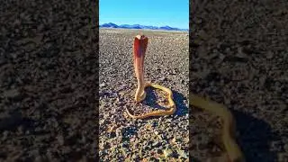 Cape Cobra Dance #Shorts