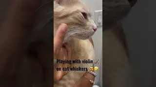 Cat whiskers /violin/guitar#animals #pets #cat #shalinaart😻🤣🥰 shorts animal