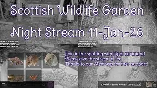Night Stream January 11th 2026 | Bird Feeders, Wildlife Cameras Scotland UK from SWG
