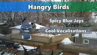 Hangry Birds - Blue Jays vs Everyone