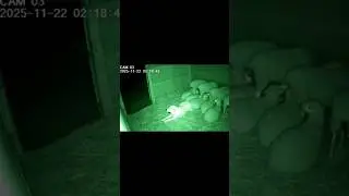 Sheepdog Hero: Lone Dog Confronts Predator to Protect Flock (Night Cam)​#GuardDog #SheepdogHero