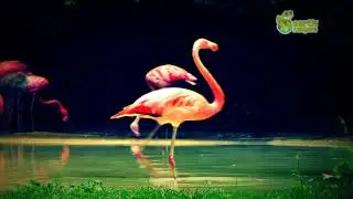 Funny Talking Animals Call of the Wild Michael Jackson Flamingo Earth Rangers