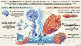 Cómo la fuerza rediseña tu cuerpo
