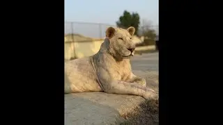 Building my Big cats their Dream Wildlife Sanctuary in Karachi