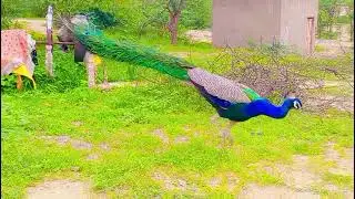 Beautiful Peacock is searching insect #Peacock #Bird #mating #animals mating