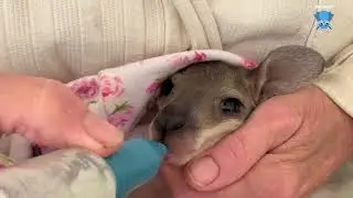 Second Chances Wildlife Sanctuary:  this is wallaby joey, Harper