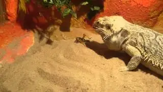 Agama Vousat&aacute; - krmen&iacute;
