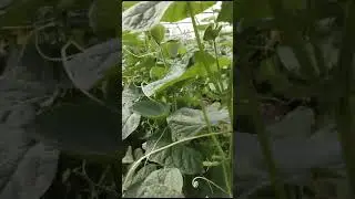 Producem legume proaspete