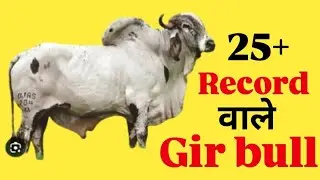 Top Gir bull for Breeding|| SAG Best Gir bull || 5000+ record वाले Gir bull || 25+ record वाले bull