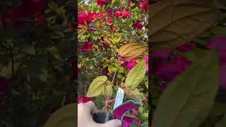 Anthurium &ldquo;Wuhoo&rsquo;s First Night&rdquo; x &ldquo;Red Crystal PM1&rdquo; #ihavethisthingwithplants #anthurium