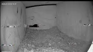 This Owl House - Our barn owls will start another clutch