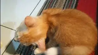Poor kitten's ears are itchy