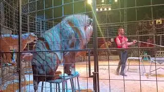Cirkus Humberto - Lions Show 