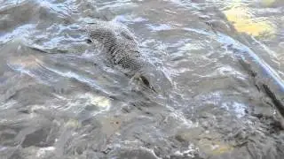 Big  Lizard in Sapi Island - Kota Kinabalu