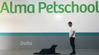 Treino de Comportamento com a Alma Parte 2 | Alma PetSchool