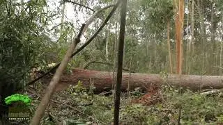 Logging in the Amazon Rainforest