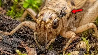 Are SPIDERS Intelligent? FALSE WIDOW VS PREY, the Hidden MIND of a HUNTER