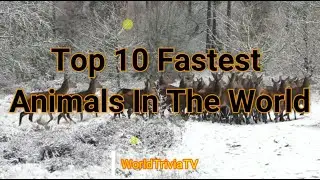 Top 10 Fastest Animals In The World