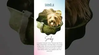Honoring Heroes: Remembering the Service of War Dogs with Lazy Dog Loungers
