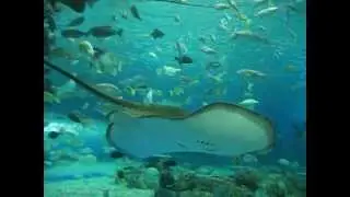 MANILA OCEANARIUM