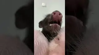 Ever had a pig snuggle session? 🐷💤