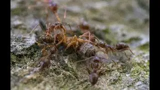 Rice scientists study ants in the Big Thicket after Hurricane Harvey