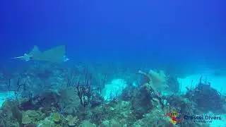 Bayahibe: A Paradise Of Scuba Diving In The Dominican Republic