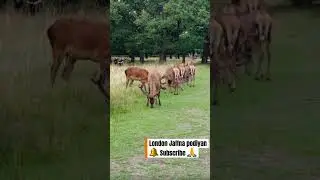 Herd of Deer 🦌 crossing