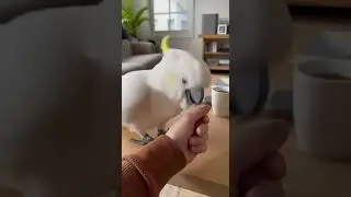 He Just Proposed to Me 😳🦜💍🐾 Happy Tail Times &ndash; Where Every Tail Tells a Story!