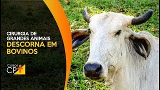 Cirurgia de Grandes Animais - Descorna em Bovinos l Cursos CPT