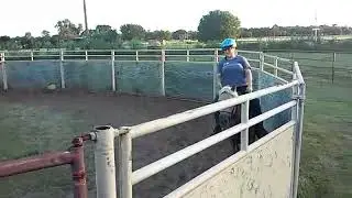 First Trot Under Saddle