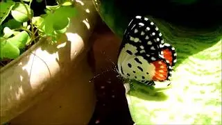 RED PIERROT
