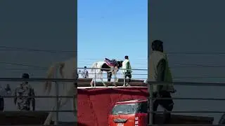 I am gonna take my horse to the old town road❤️Funny Animals Shorts 😝🤣🙉tr&egrave;sdr&ocirc;le#funny#telugucomedy
