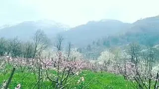 Colors of Spring at Swat
