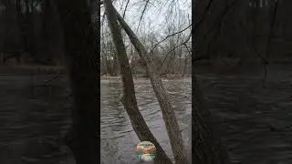 Short 9 | ECOLOGY Lessons on the ROUGE RIVER | #shorts #rougeriver #winterhike